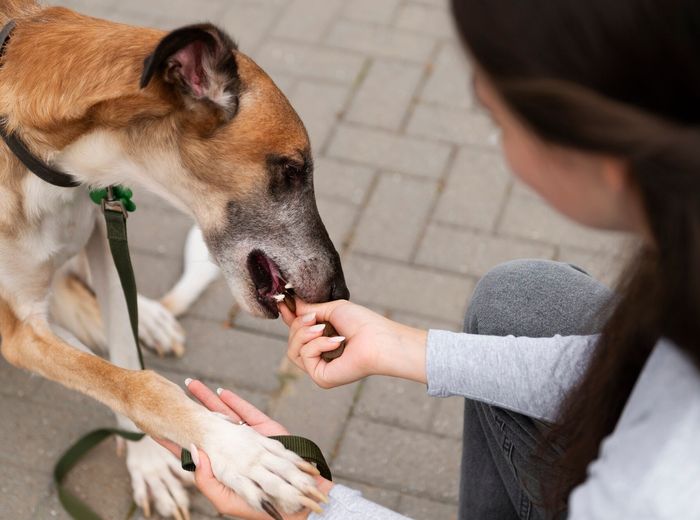 Dog Bites & Animal Attacks